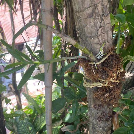 Hotel Owl House Piedades Exterior foto