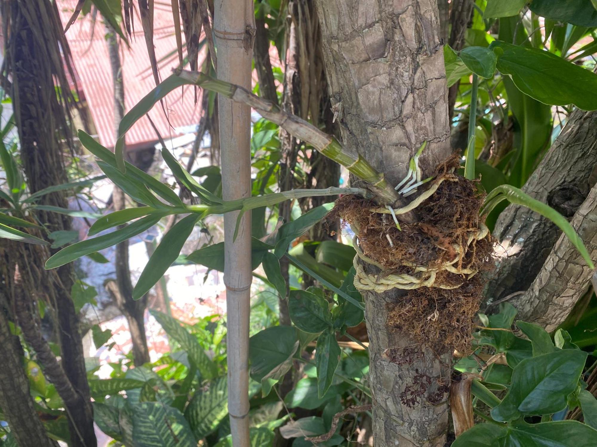 Hotel Owl House Piedades Exterior foto